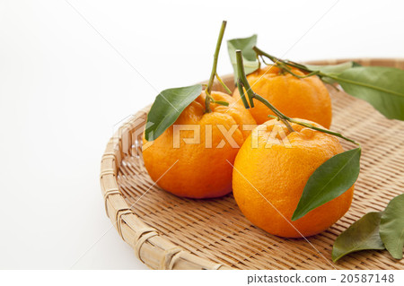 Three Poncan with leaves Three Poncan with leaves 20587148