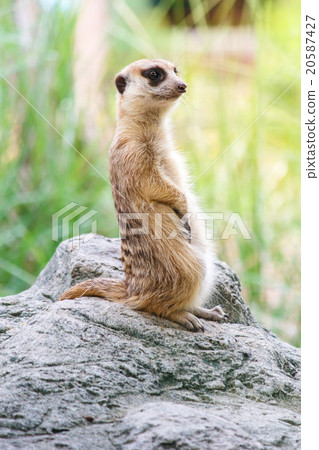 Portrait of meerkat on the rock with nature frame 20587427