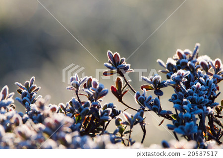 Frosted leaves 20587517