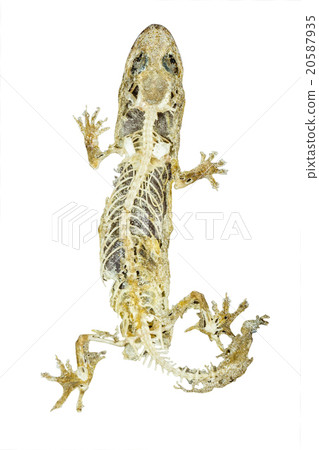 dead body of lizard on white background dead body of lizard on white background 20587935