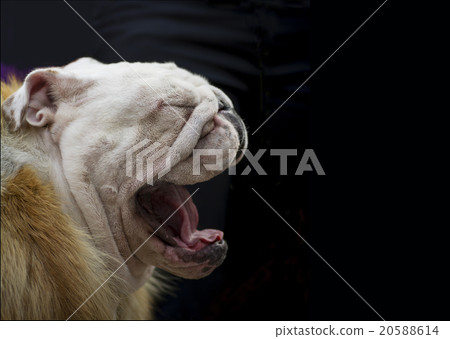 English bulldog on a dark background in profile  y 20588614