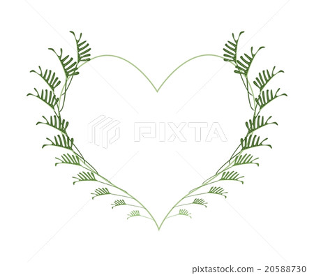 Fresh Philodendron Leaves in A Heart Shape 20588730