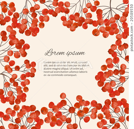 lllustration with branches of rowan berry lllustration with branches of rowan berry 20589550