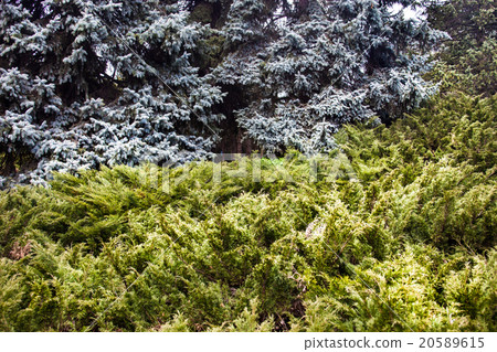 Landscape with blue spruces and juniper bushes 20589615