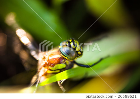 Dragonfly sitting on the green grass 20589621