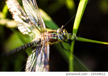 Dragonfly sitting on the green grass 20589622