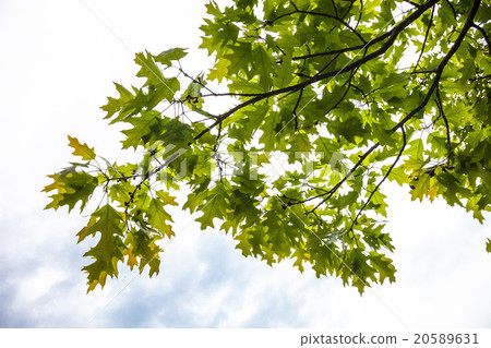 Green branches of the oak tree with  young acorns 20589631