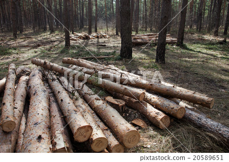 Pile of cut pine logs in the forest Pile of cut pine logs in the forest 20589651