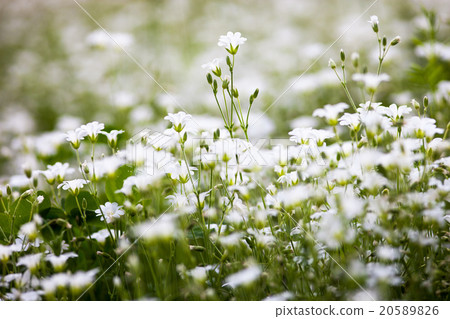 White flowers of Stellaria holostea White flowers of Stellaria holostea 20589826