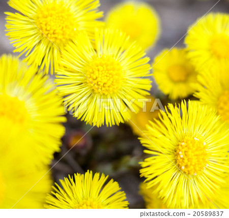 Yellow coltsfoot flowers (Tussilago farfara) 20589837