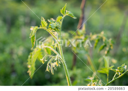 Stems, leaves and flowers of the tomato Stems, leaves and flowers of the tomato 20589863