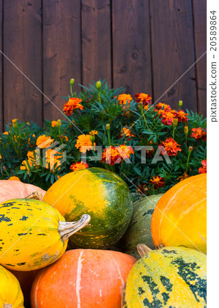 Pumpkins, marigolds and wooden fence Pumpkins, marigolds and wooden fence 20589864
