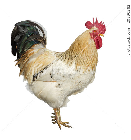 An adult rooster An adult rooster 20590282