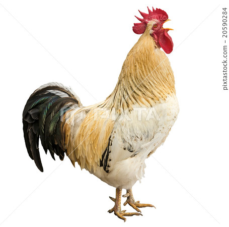 An adult rooster An adult rooster 20590284