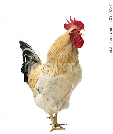 An adult rooster An adult rooster 20590287