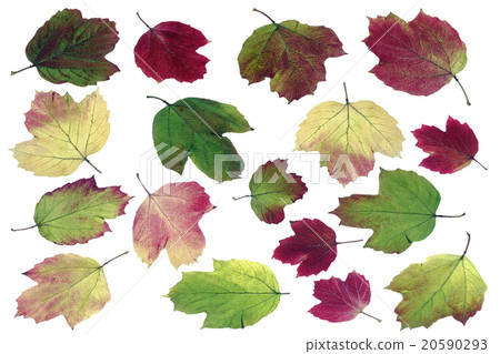 autumn leaves 20590293