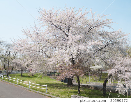 Cherry blossoms (Somei Yoshino) Cherry blossoms (Somei Yoshino) 20590372