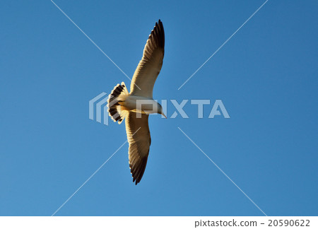 走在函館：在Umineko跳舞 20590622