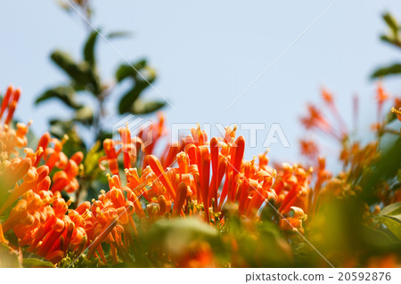 Trumpet honeysuckle flower. 20592876