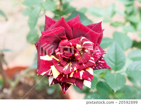 Striped red rose. 20592899