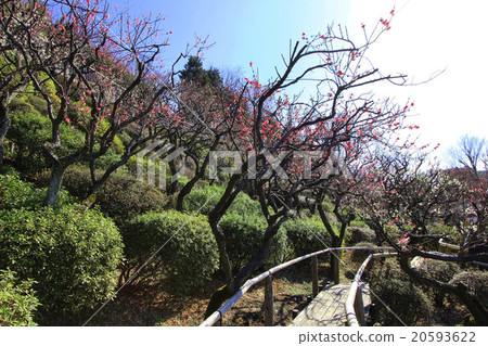 池上梅園』 20593622