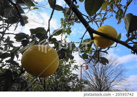 溫州普通話（Uncumin） 20593742