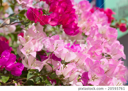 Pentas lanceolata or Egyptian Starcluster 20593761