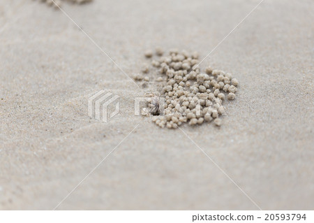 Pentas lanceolata or Egyptian Starcluster Pentas lanceolata or Egyptian Starcluster 20593794