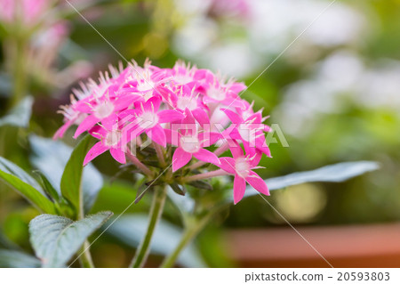 Pentas lanceolata or Egyptian Starcluster 20593803