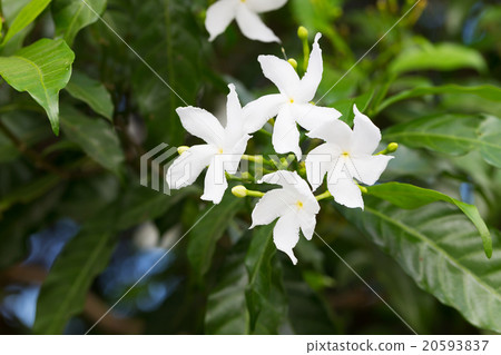 Pentas lanceolata or Egyptian Starcluster 20593837