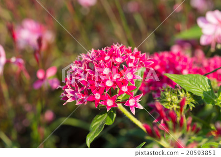 Pentas lanceolata or Egyptian Starcluster 20593851