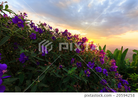 Fern in wooden basket, still life shot  20594258