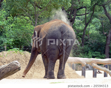 elephant  20594313