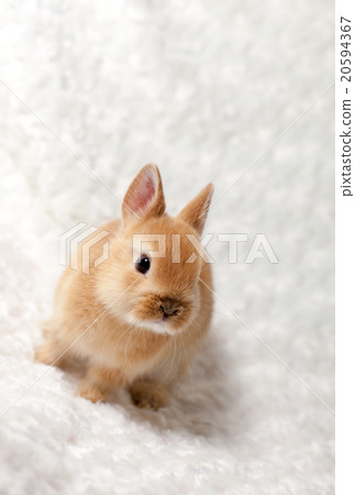 Rabbit  20594367
