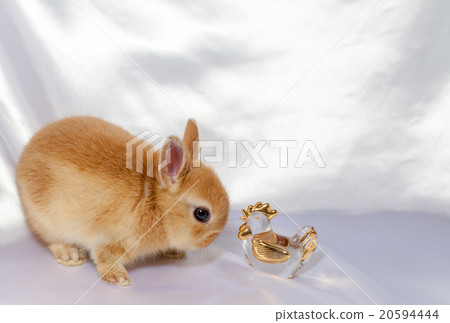 Rabbit and chicken glasswork 20594444