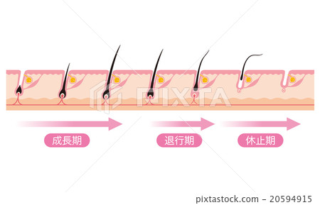 Hair hair cycle cycle 20594915