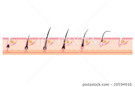 頭髮毛髮循環週期 頭髮毛髮循環週期 20594916
