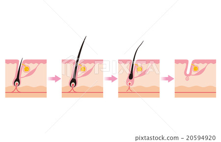 Hair hair cycle cycle 20594920