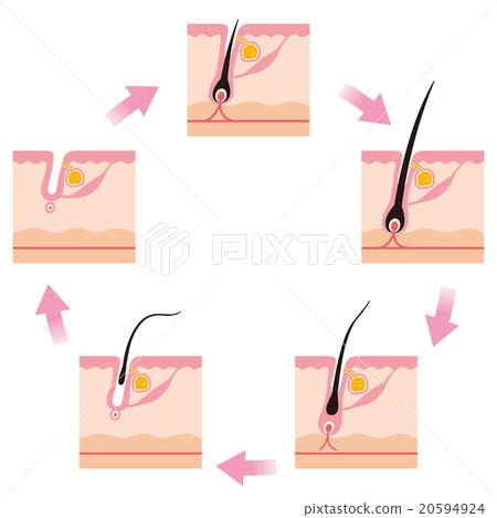 Hair hair cycle cycle 20594924