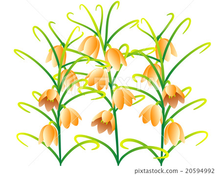 Amigasa百合（橙色） 20594992