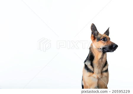 Dog, white back, for clipping, large dog, GS, shepard, dog, 20595229