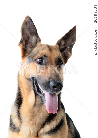 Dog, white back, for clipping, large dog, GS, shepard, dog, Dog, white back, for clipping, large dog, GS, shepard, dog, 20595233