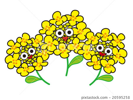 Rape blossoms 20595258