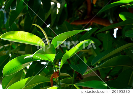 Tree: Indian Rubber tree Mulberry family 20595280