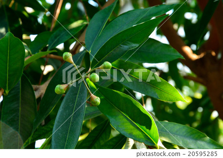 Tree: Phytomomonidae family Tree: Phytomomonidae family 20595285