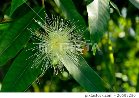樹：Phytomomonidae科 20595286