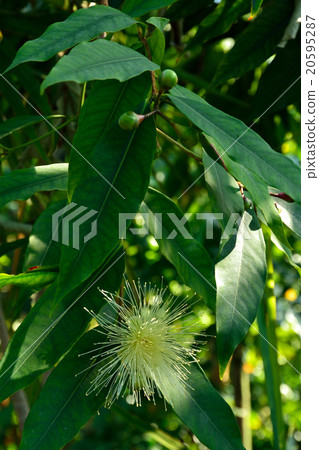 樹:Phytomomonidae科 樹:Phytomomonidae科 20595287
