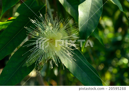 Tree: Phytomomonidae family Tree: Phytomomonidae family 20595288