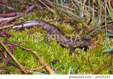 Italian crested newt (Triturus carnifex) Italian crested newt (Triturus carnifex) 20595291