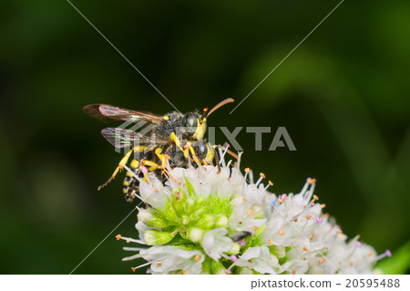 Couple of common wasp (Vespula vulgaris) mating  20595488